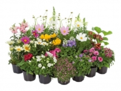 Staude/Sommerblume 1.49 €
