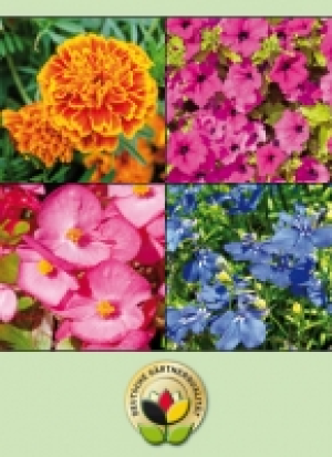 Beetpflanzen 0.99&nbsp;&euro;