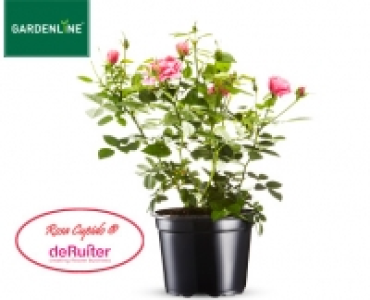 GARDENLINE®Lizenz-Gartenrose