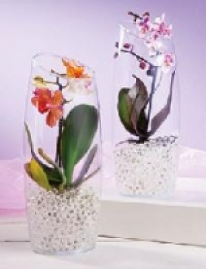 Mini-Phalaenopsis 6.99&nbsp;&euro;