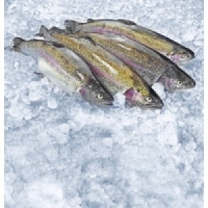 Regenbogenforelle 6.49 €
