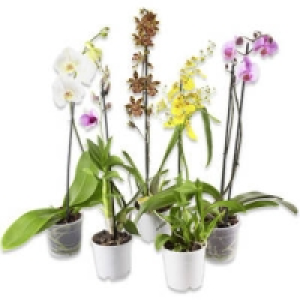 Orchideen-Mix 5.99&nbsp;&euro;