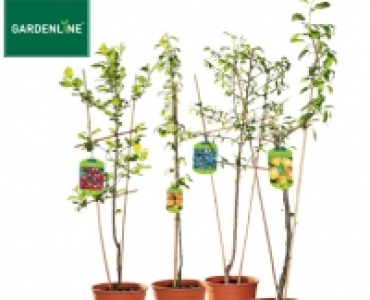 GARDENLINE®Spalier- oder Säulenobst