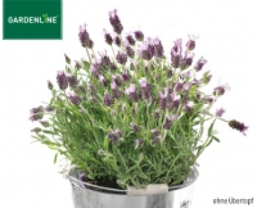 GARDENLINE®Lavendel