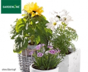 GARDENLINE®Sommerblume