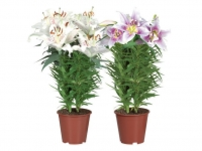 Orientalische Lilie 5.99 €