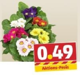 Primeln 0.49 €