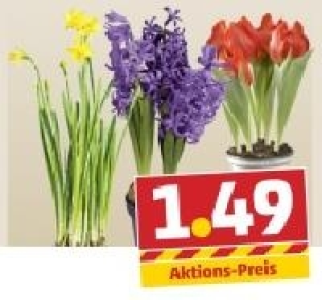 Tulpe, Hyazinthe oder Narzisse
