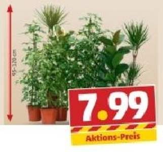 Grünpflanzen 7.99 €