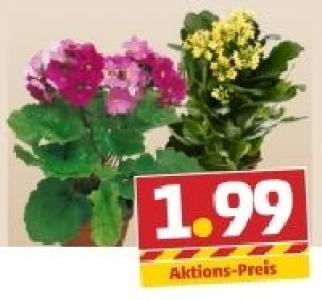 Kalanchoe oder Primeln (Opconica)