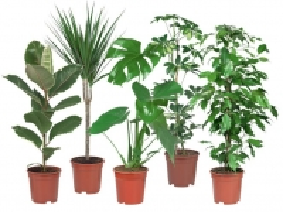 Grünpflanze 3.99 €