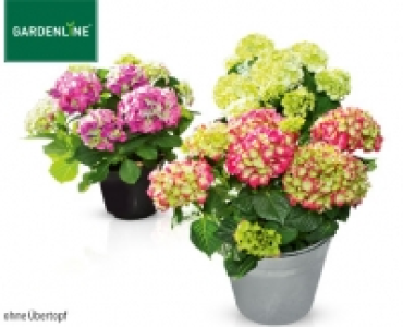 GARDENLINE®Gartenhortensie 5.99 €