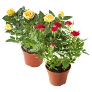 Topfrosen 1.99&nbsp;&euro;