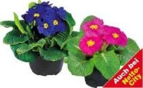 Primel 0.59&nbsp;&euro;