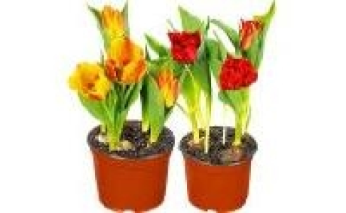 Tulpen 2.49 €
