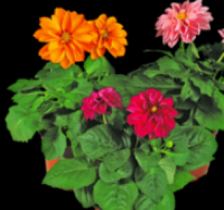 Dahlien 1.79&nbsp;&euro;
