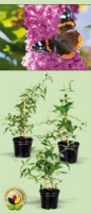 Schmetterlingsflieder 3.99 €