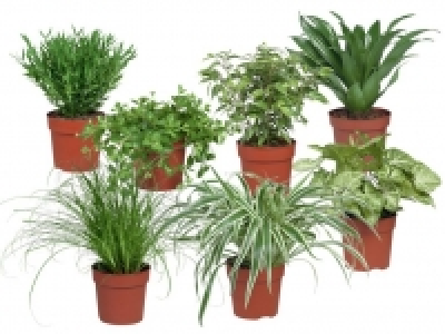 Grünpflanze 1.99 €