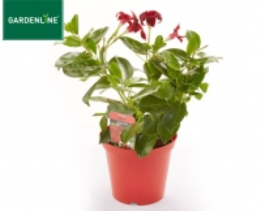 GARDENLINE®Dipladenia