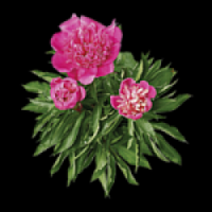 Pfingstrosen 2.49 €