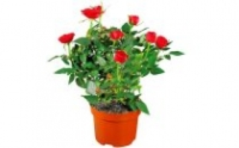 Topfrose 1.99&nbsp;&euro;