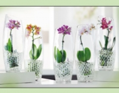 Mini-Phalaenopsis 6.99&nbsp;&euro;