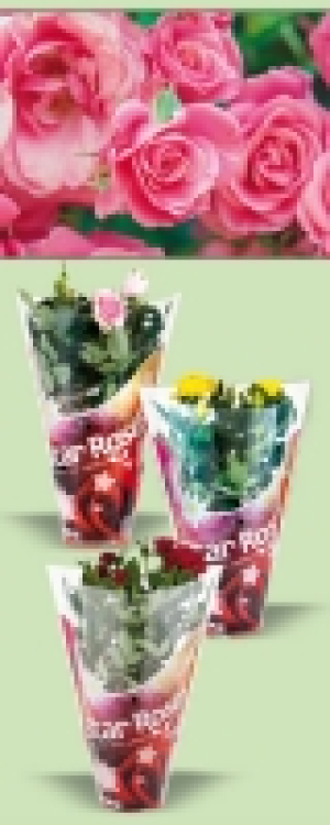 Topfrose 1.99&nbsp;&euro;