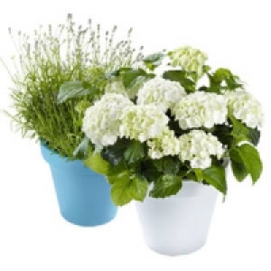 Hortensien oder Lavendel 14.99 €