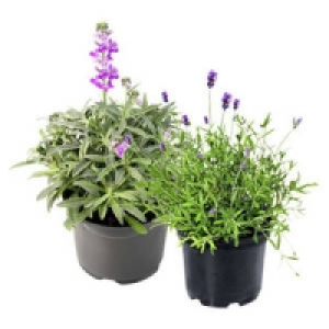 Stauden 2.49 €