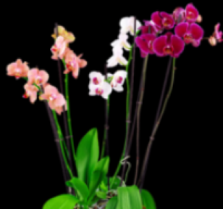 Phalaenopsis 6.99&nbsp;&euro;