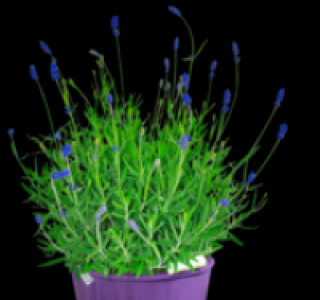 Bl&uuml;hender Lavendel 4.99&nbsp;&euro;