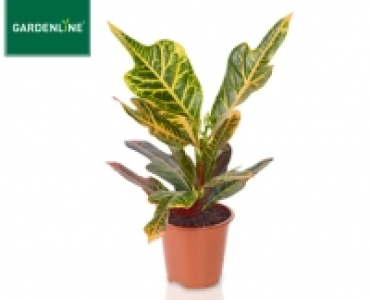 GARDENLINE®Grünpflanze 1.59 €