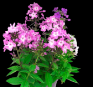 Flammenblume 4.99 €