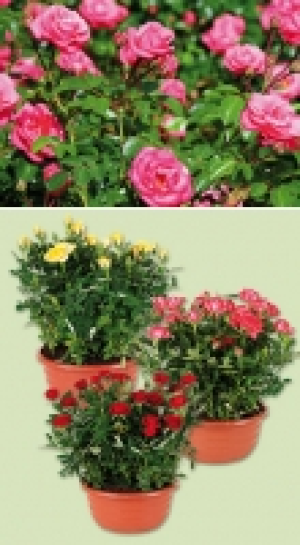 Rosen-Schale 4.99 €