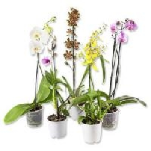 Orchideen 4.44&nbsp;&euro;