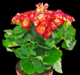 Verschiedene Bl&uuml;hpflanzen 1.79&nbsp;&euro;
