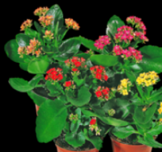 Kalanchoe 1.79&nbsp;&euro;