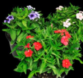 Flammenblume 1.49 €