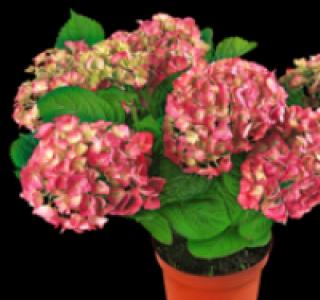 Gartenhortensie 6.99 €