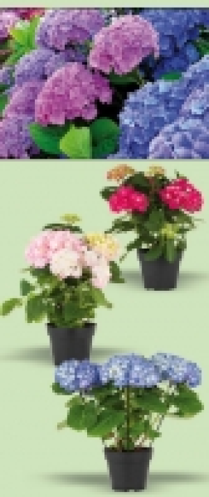 Hortensie 4.99 €