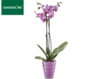 GARDENLINE&reg;Orchidee im Keramiktopf