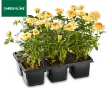 GARDENLINE&reg;Rosen im 6er-Tray