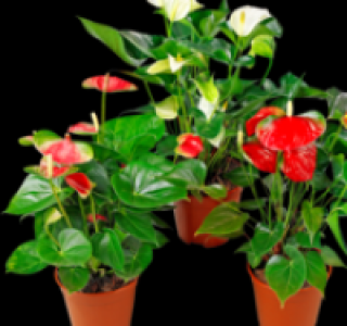 Flamingoblume 3.99&nbsp;&euro;