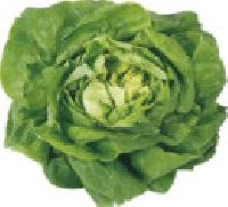 Kopfsalat 1.11&nbsp;&euro;