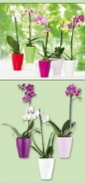 Phalaenopsis 5.99&nbsp;&euro;