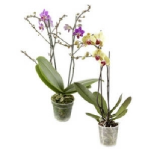Phalaenopsis, 2-Risper 7.99&nbsp;&euro;