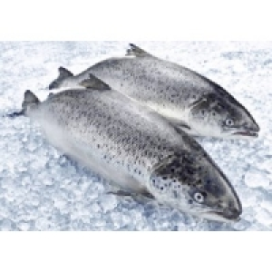 Horeca Select B&ouml;mlo Premium Lachs