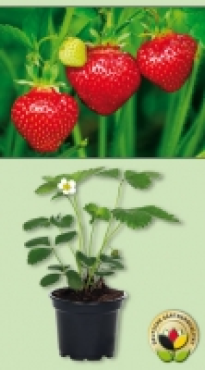 Erdbeerpflanzen 0.59 €