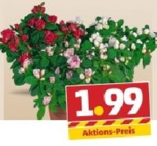 Azaleen 1.99&nbsp;&euro;