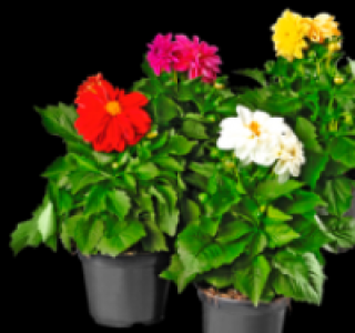Dahlien 1.49&nbsp;&euro;